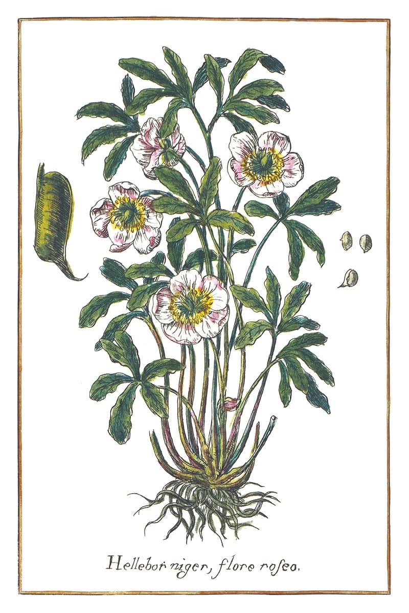Pink Hellebore