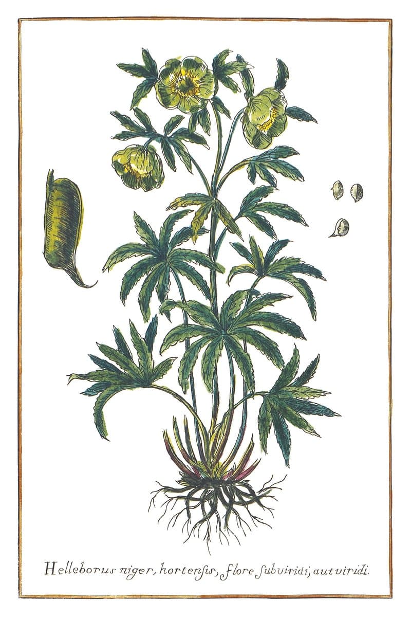 Green Hellebore