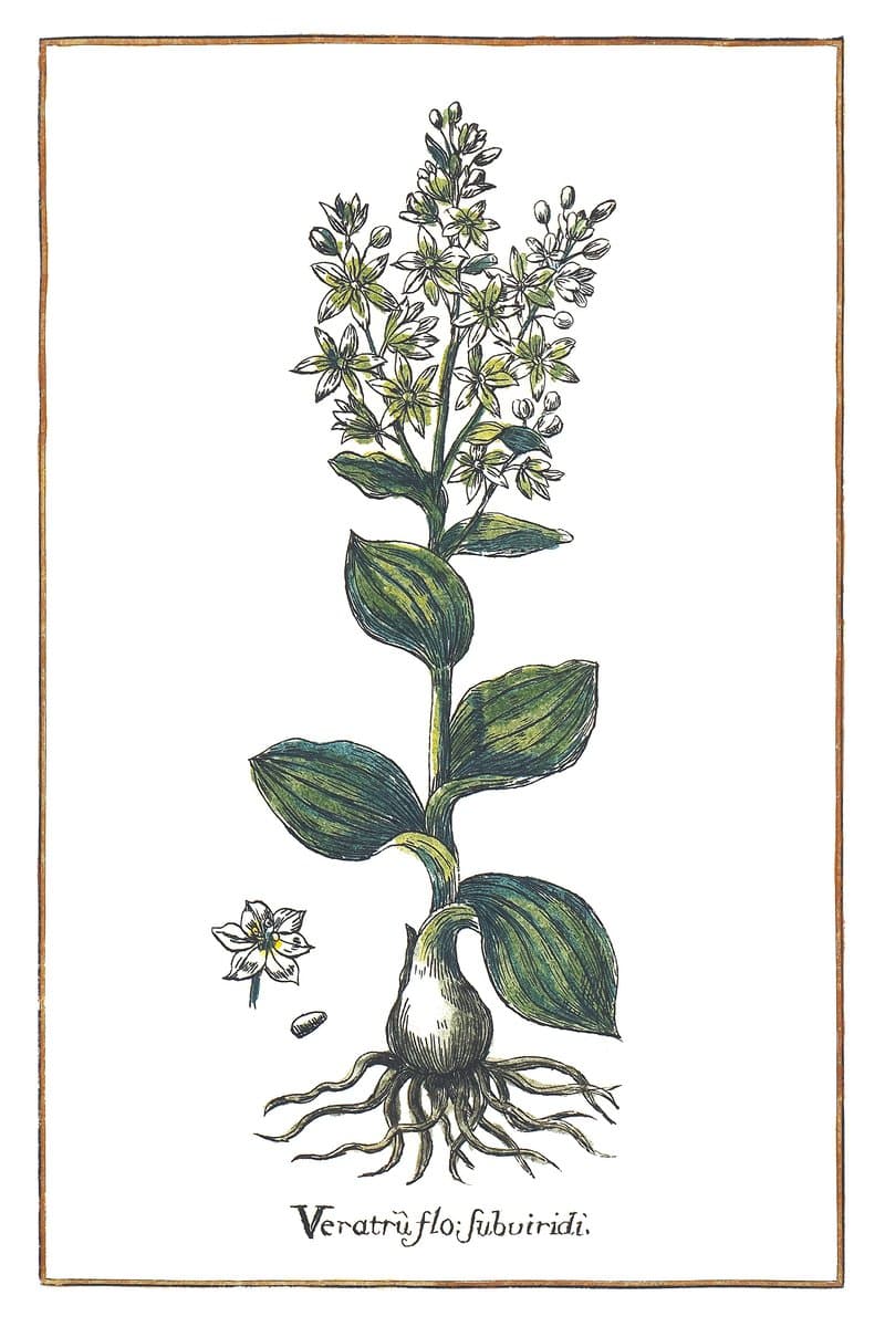 Ciemiężyca (Veratrum Flore Subviridi) — rycina botaniczna z Historia Botanica Practica, 1744