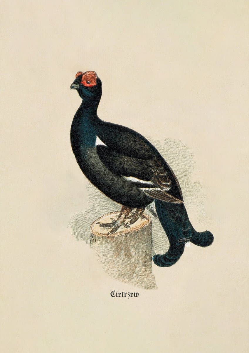 Black Grouse