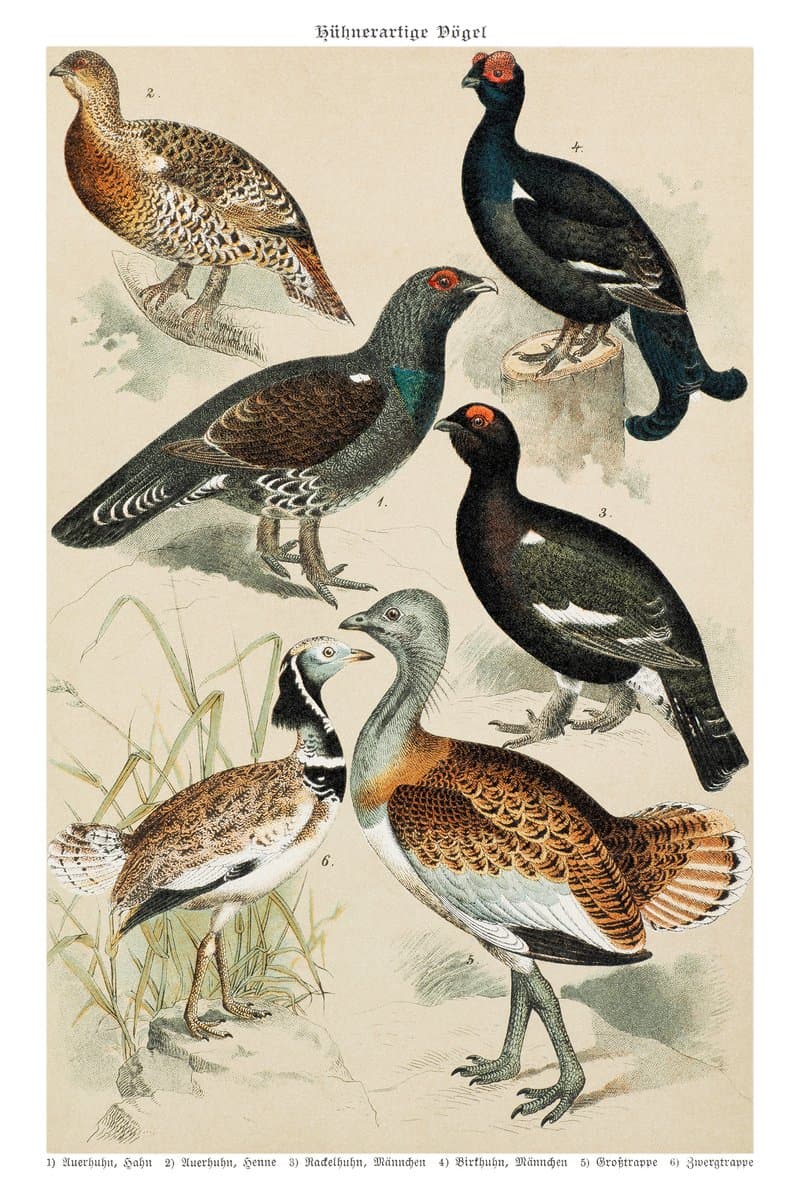 Black Grouse and Capercaillie