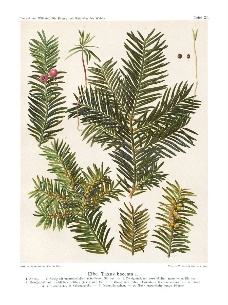 Common Yew