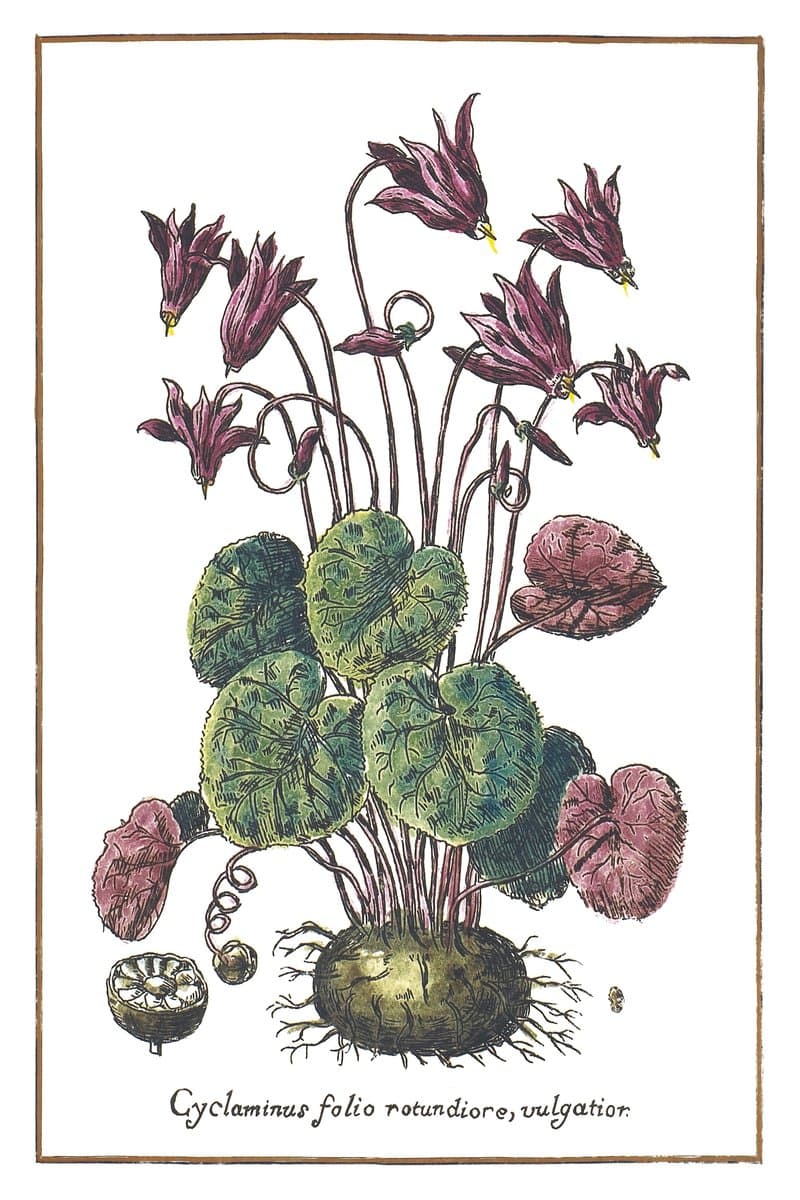 Alpenveilchen
