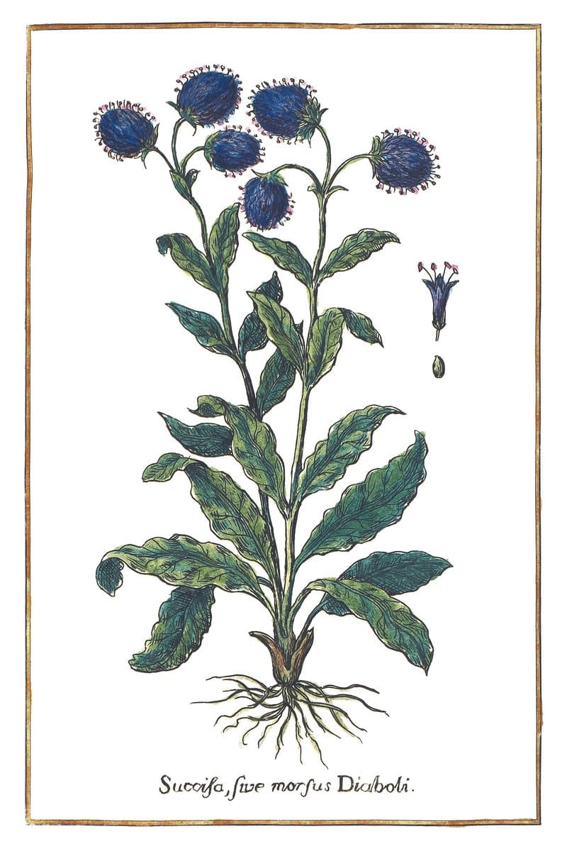 Devil's Bit Scabious