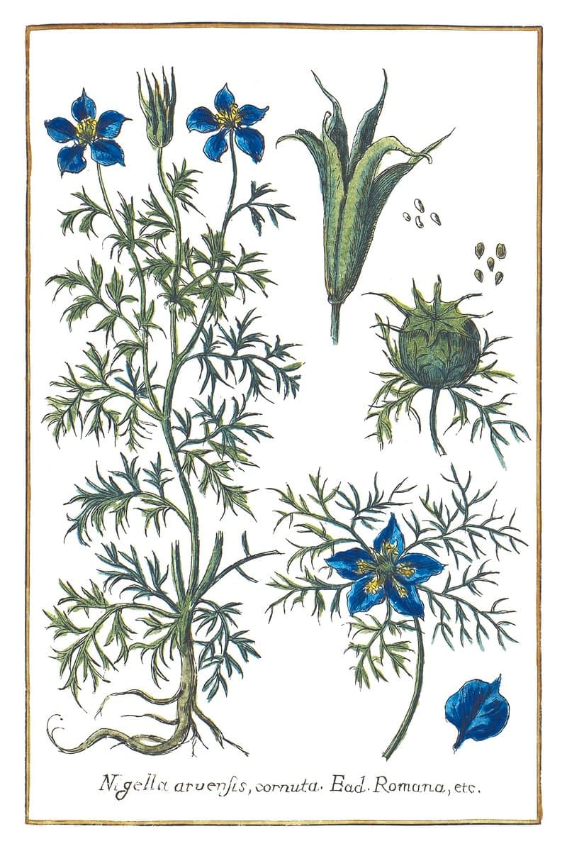 Nigella
