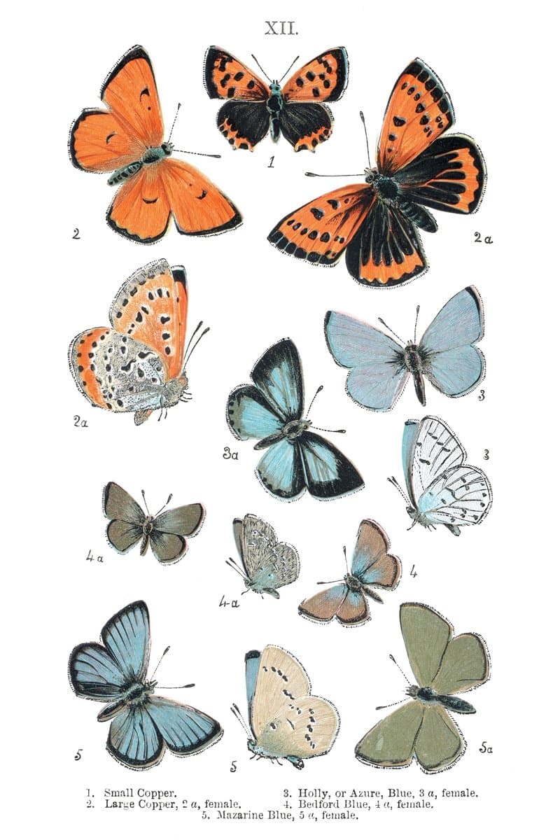 Czerwończyk i Modraszek (Copper And Blue) — rycina botaniczna z British Butterflies, 1897
