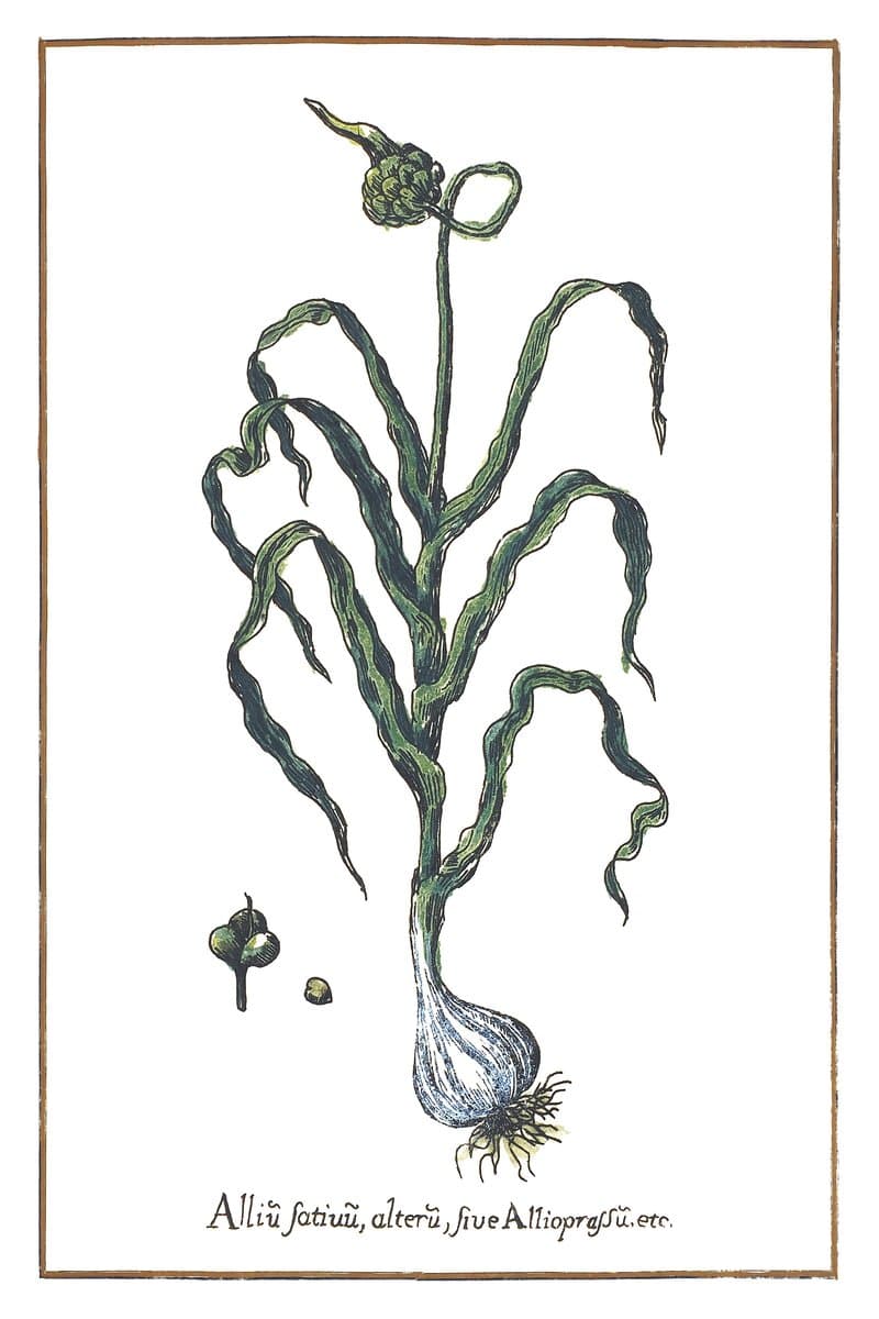 Garlic
