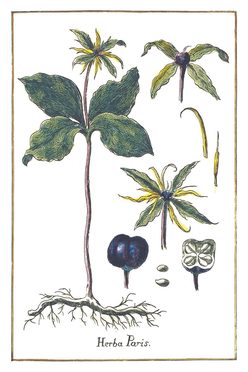 Herb Paris