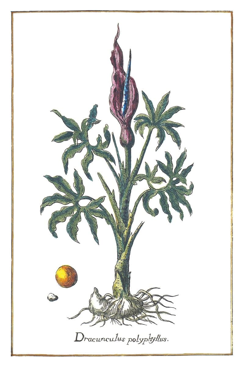 Drakunkulus