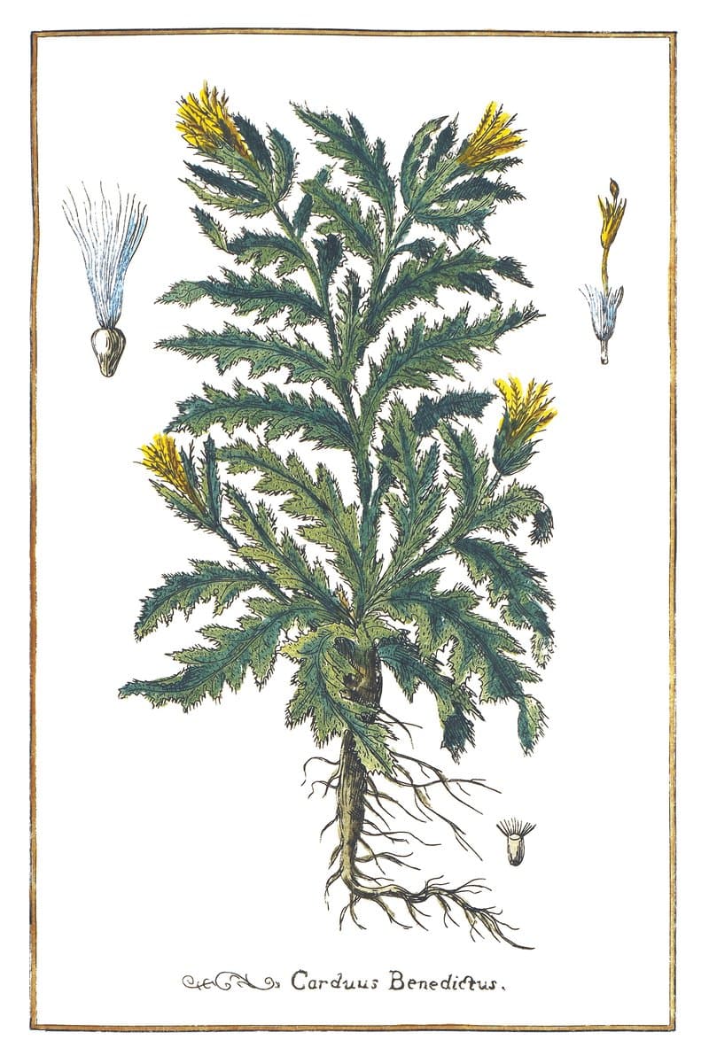Drapacz Lekarski (Carduus Benedictus Carduus Benedictus) — rycina botaniczna z Historia Botanica Practica, 1744