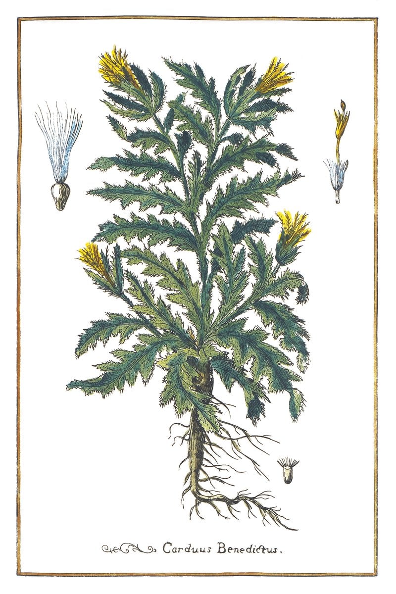 Benediktenkraut