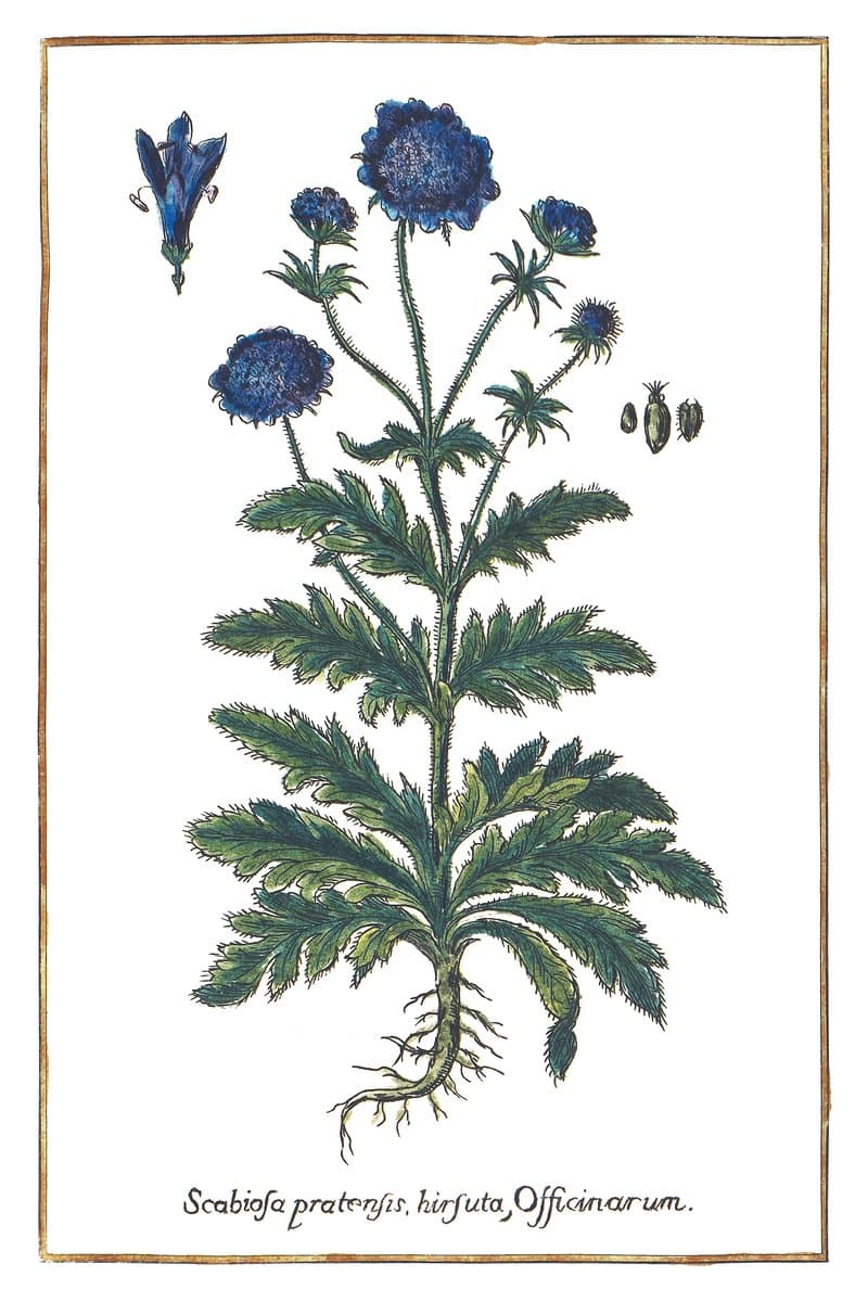 Driakiew (Scabiosa Pratensis Hirsuta, Quae Officinarum) — rycina botaniczna z Historia Botanica Practica, 1744