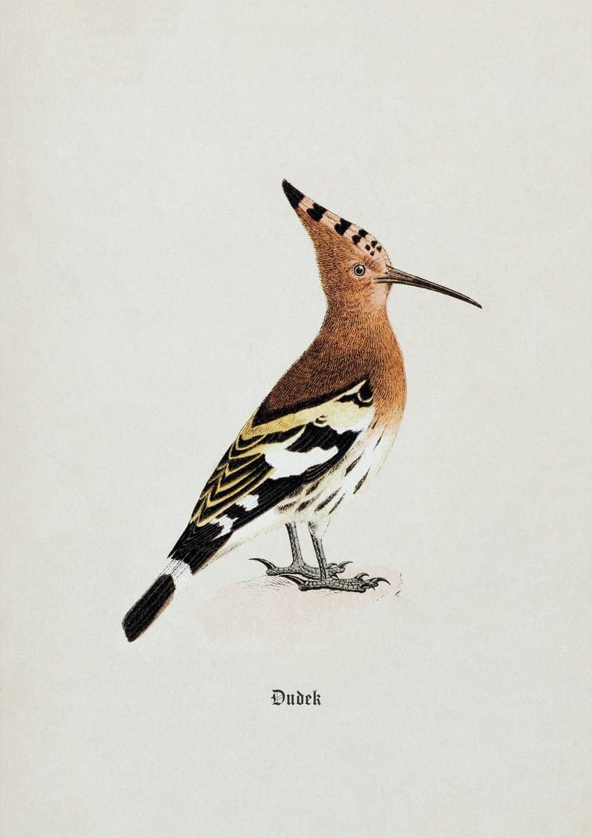 Hoopoe