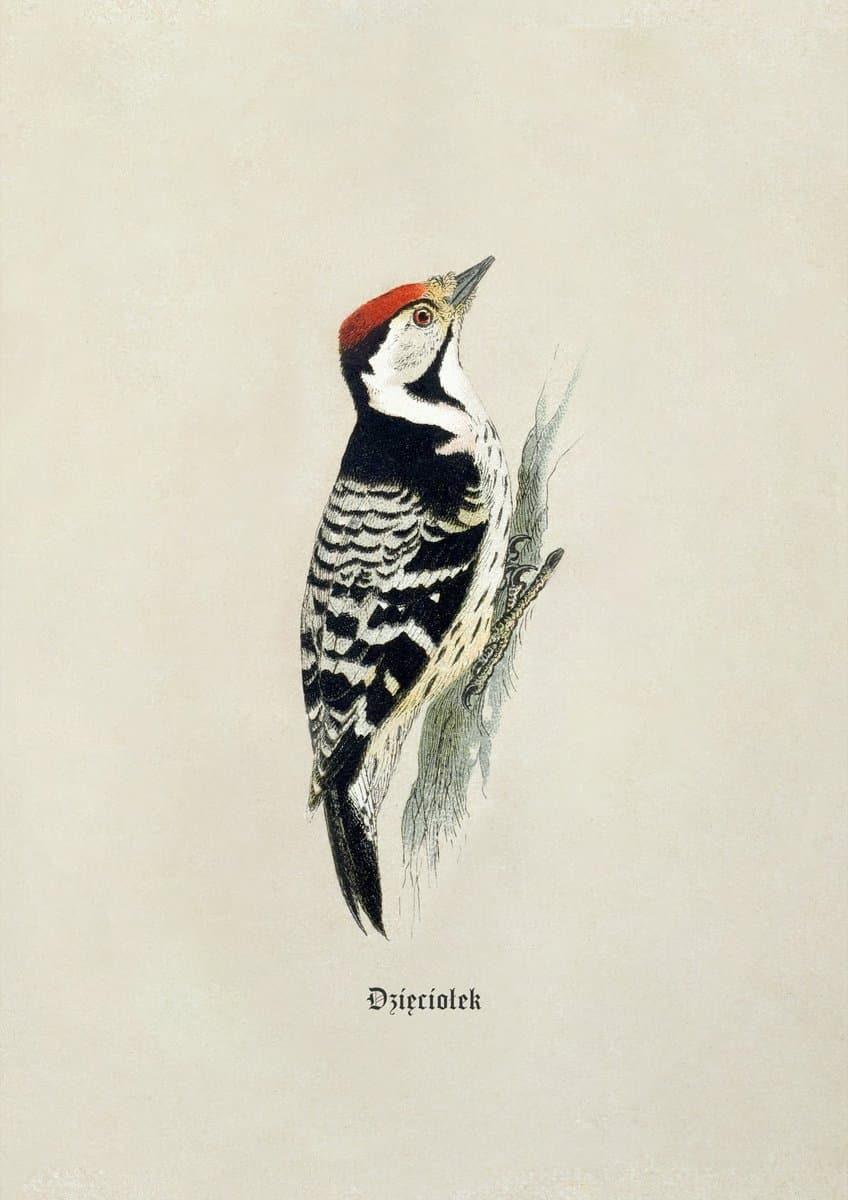 Lesser Spotted Woodpecker
