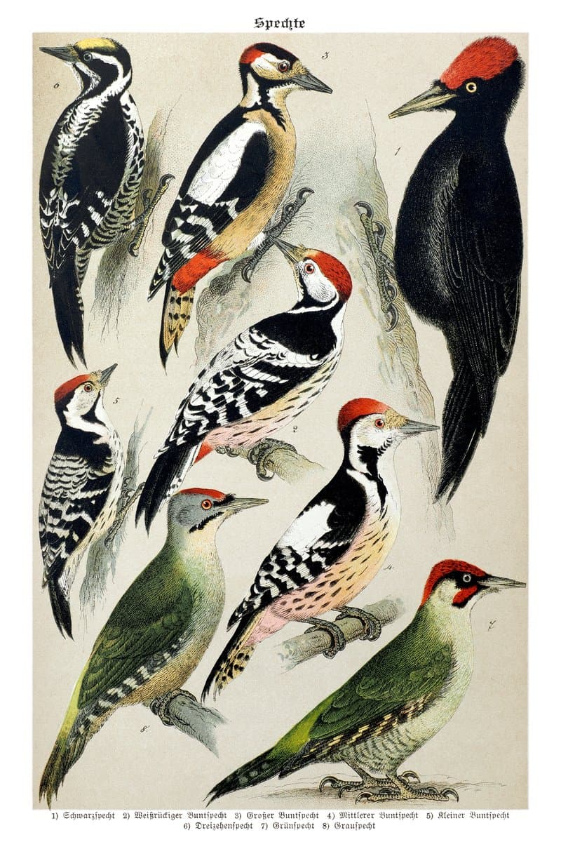 Woodpeckers