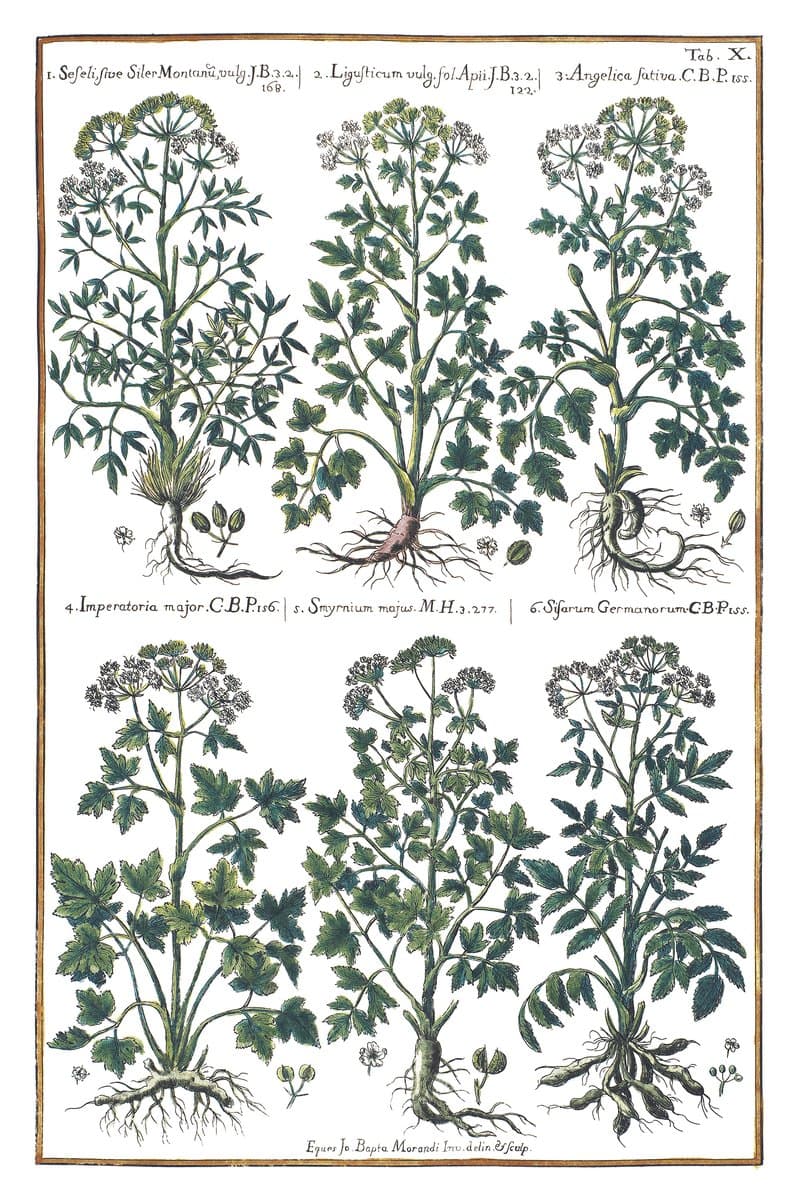 Angelica and Masterwort
