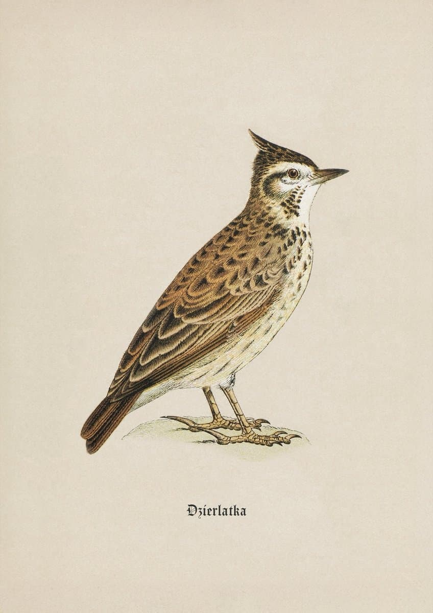 Crested Lark