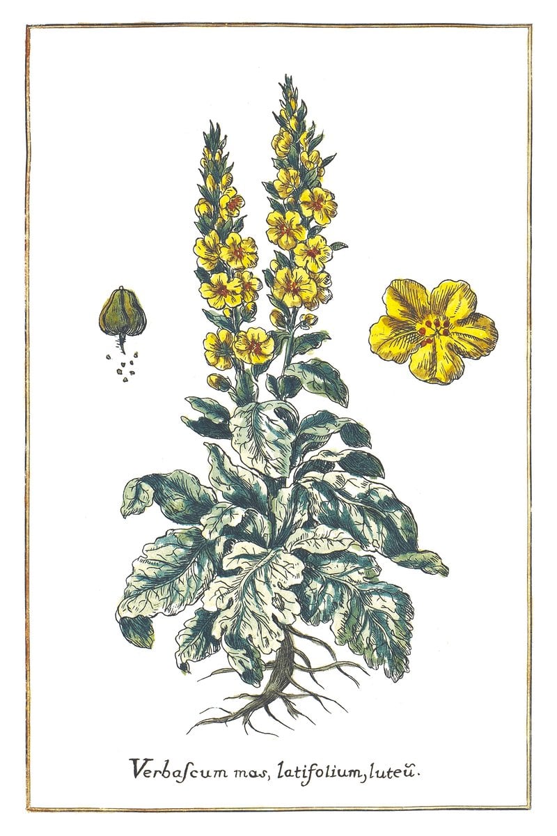 Divizna