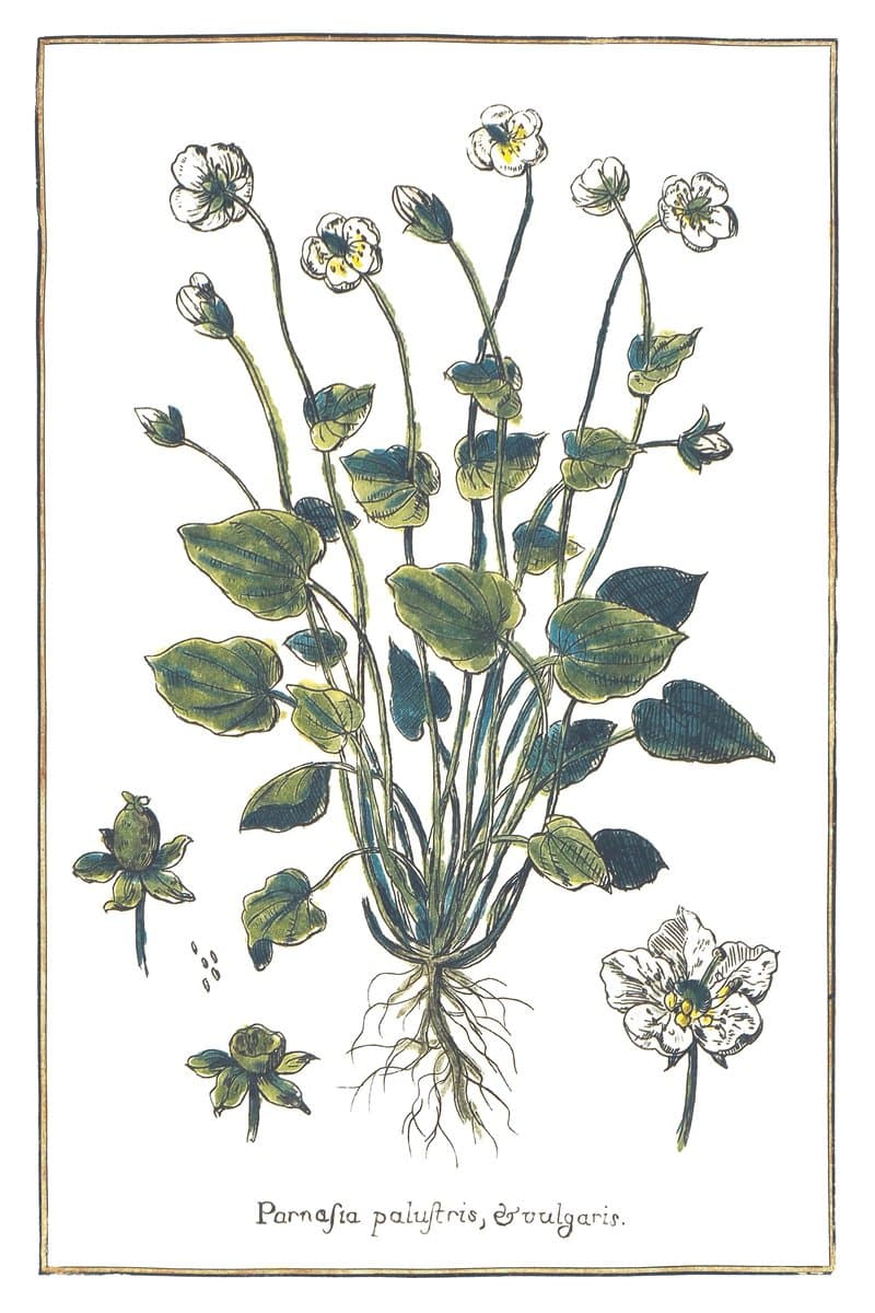 Marsh Grass of Parnassus