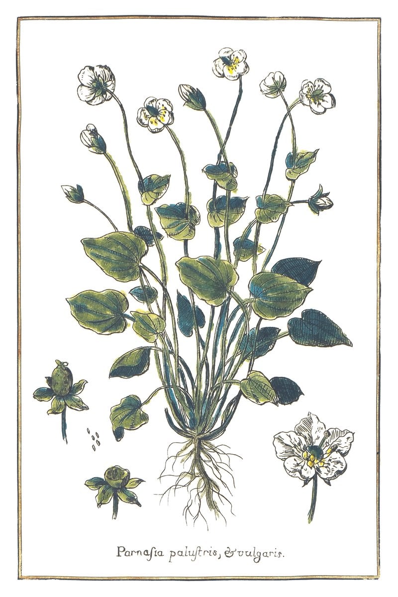 Sumpf-Herzblatt