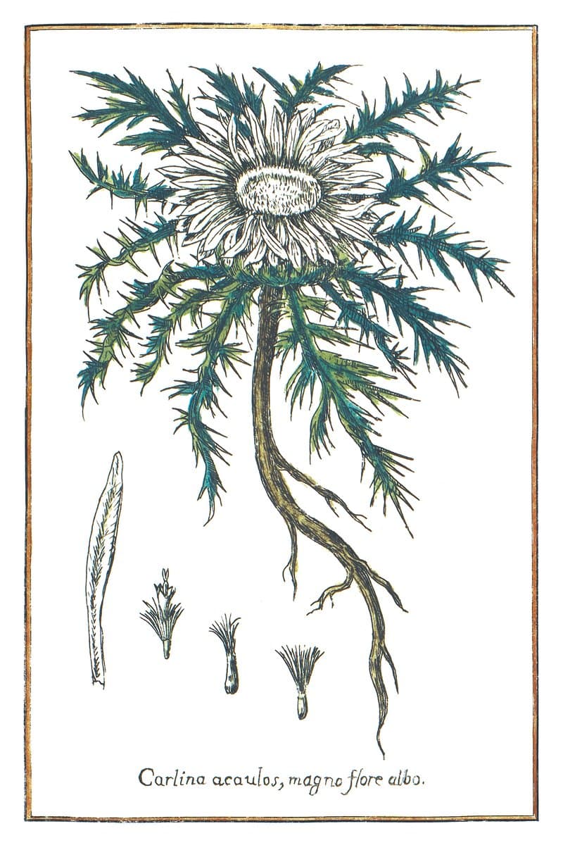 Carline Thistle