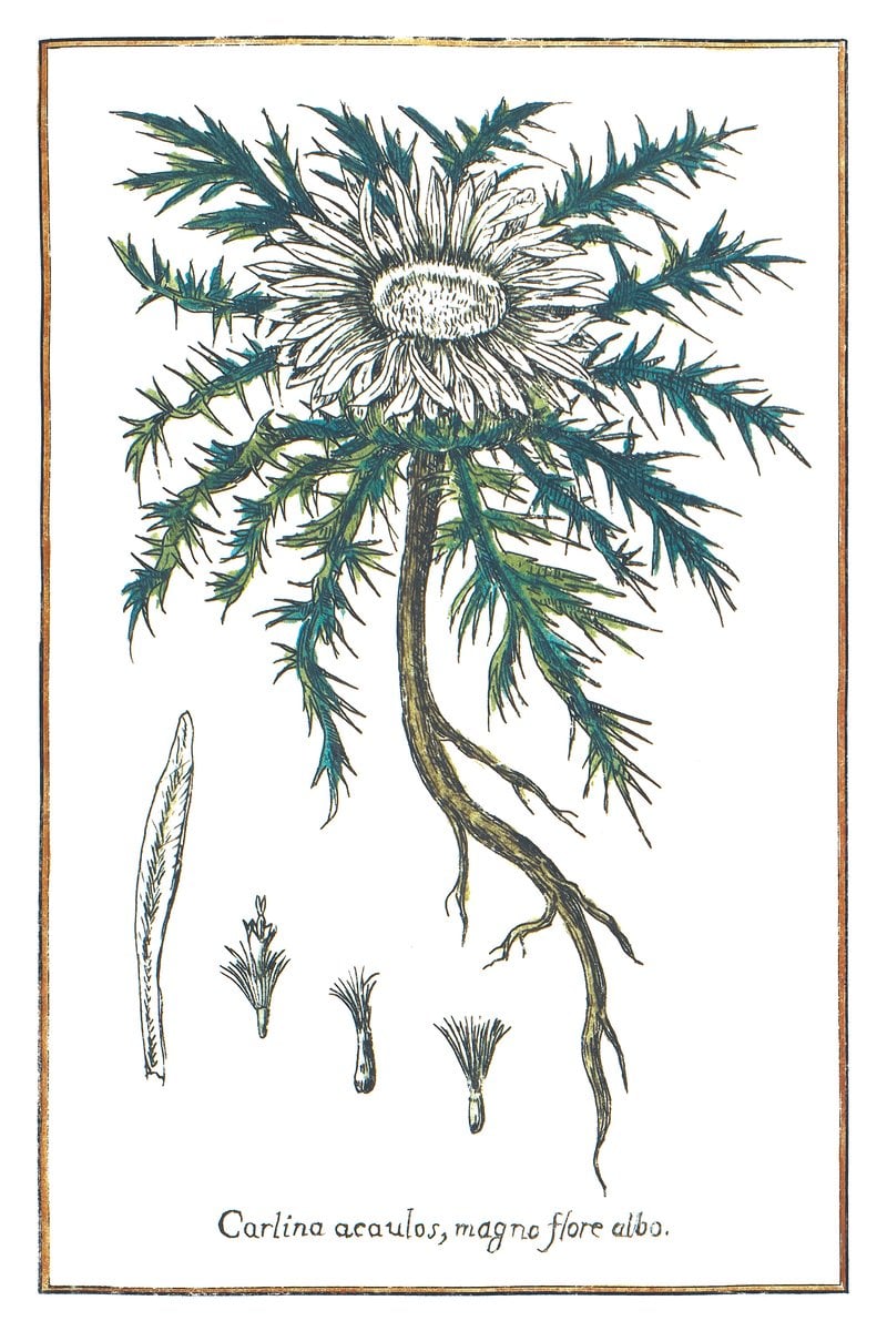 Silberdistel