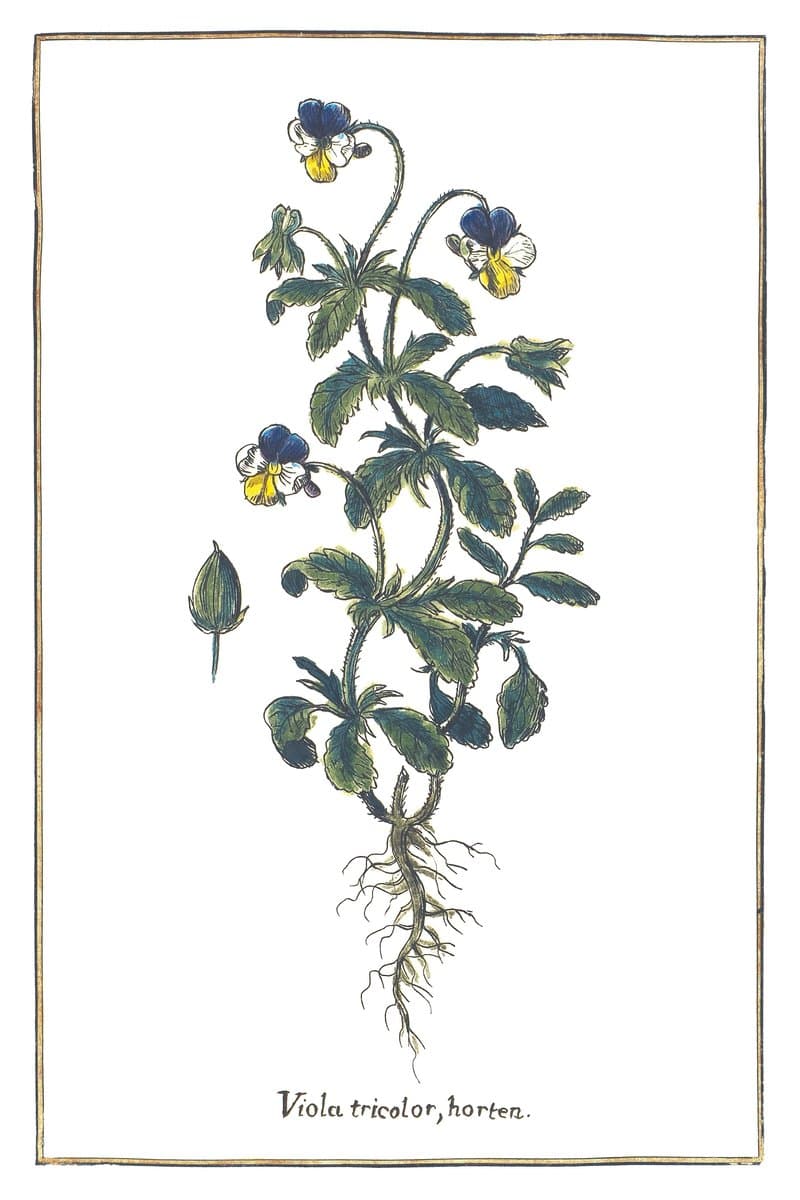 Viola Tricolor