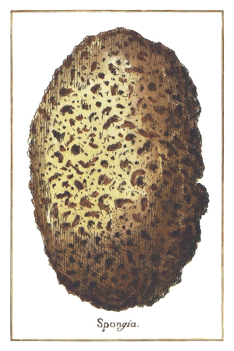 Gąbka (Spongia Ad Usum Praestantissima, Foraminibus Exiquis Pervia) — rycina botaniczna z Historia Botanica Practica, 1744