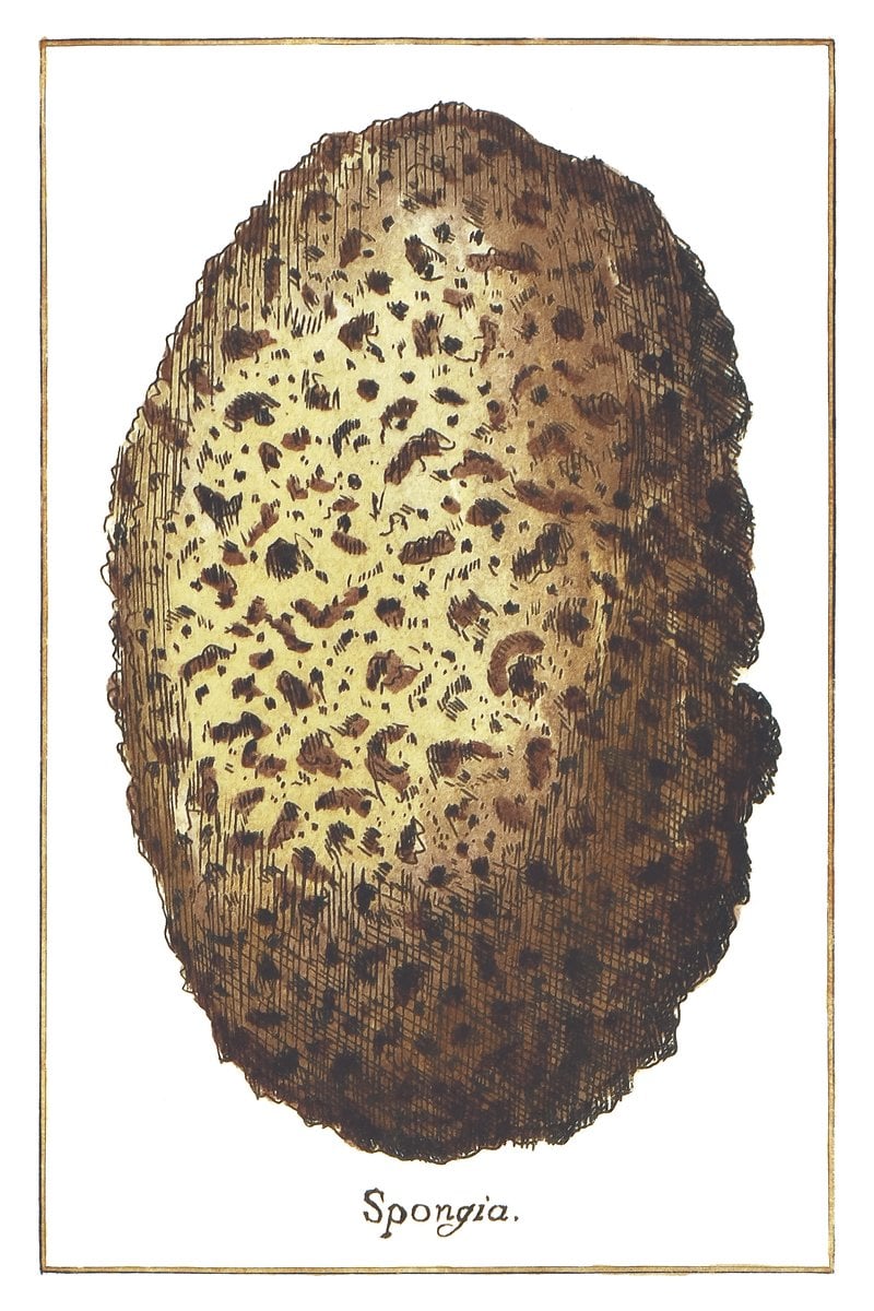 Schwamm