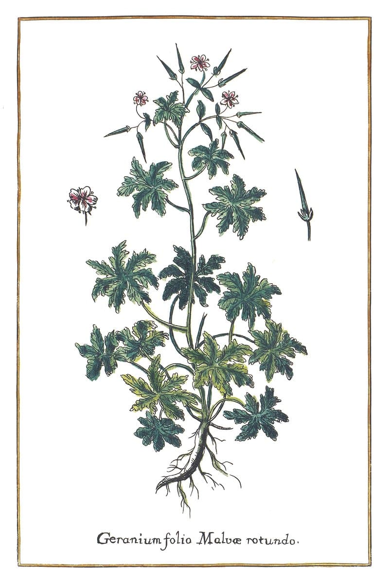 Geranium (Geranium Folio Malvae Rotundo) — rycina botaniczna z Historia Botanica Practica, 1744