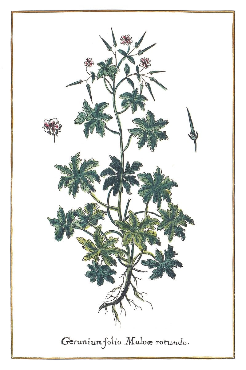 Geranium