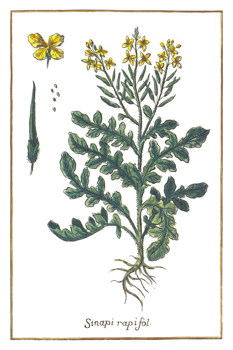 Mustard