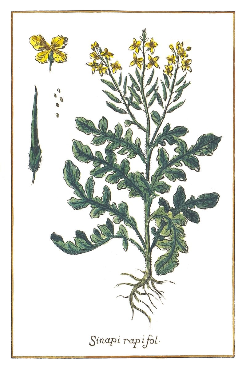 Gorczyca