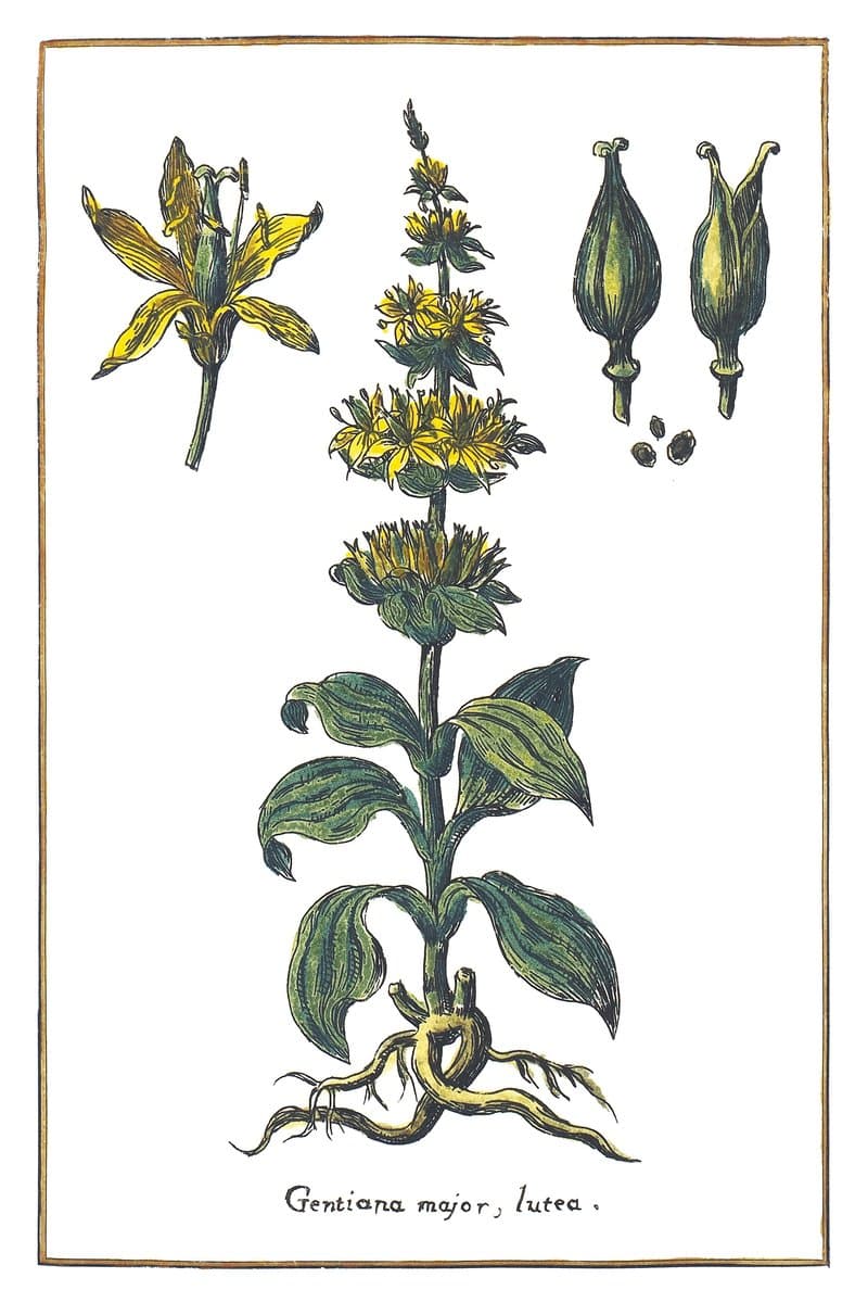 Yellow Gentian
