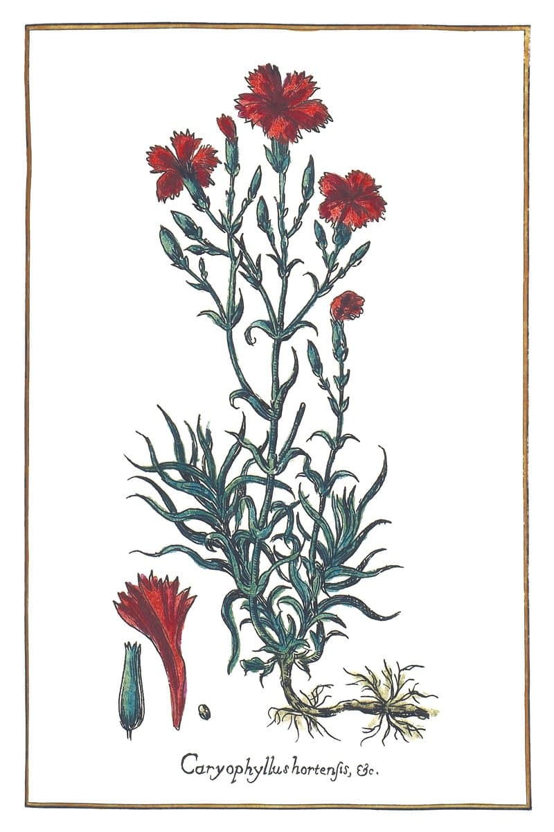 Nelke (Caryophyllus Hortensis, Simplex, Flore Majore) — rycina botaniczna z Historia Botanica Practica, 1744