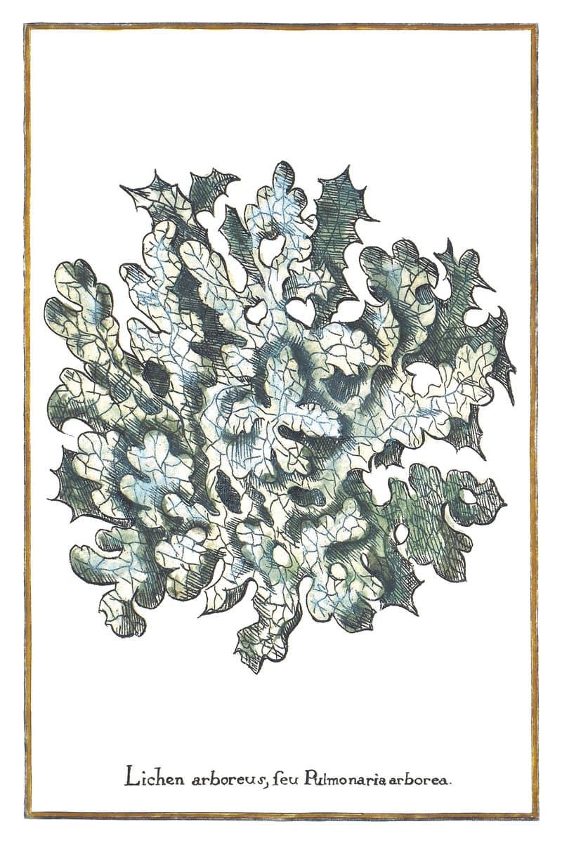 Lungwort Lichen