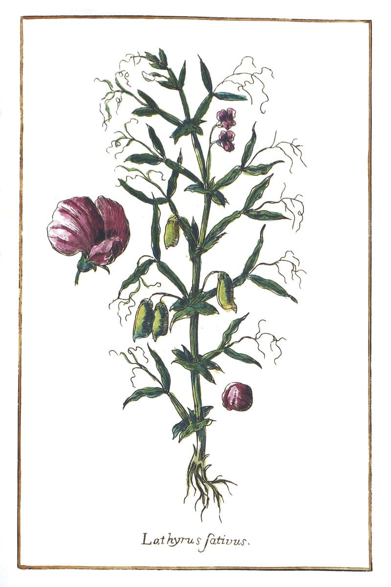 Groszek (Lathyrus Sativus) — rycina botaniczna z Historia Botanica Practica, 1744