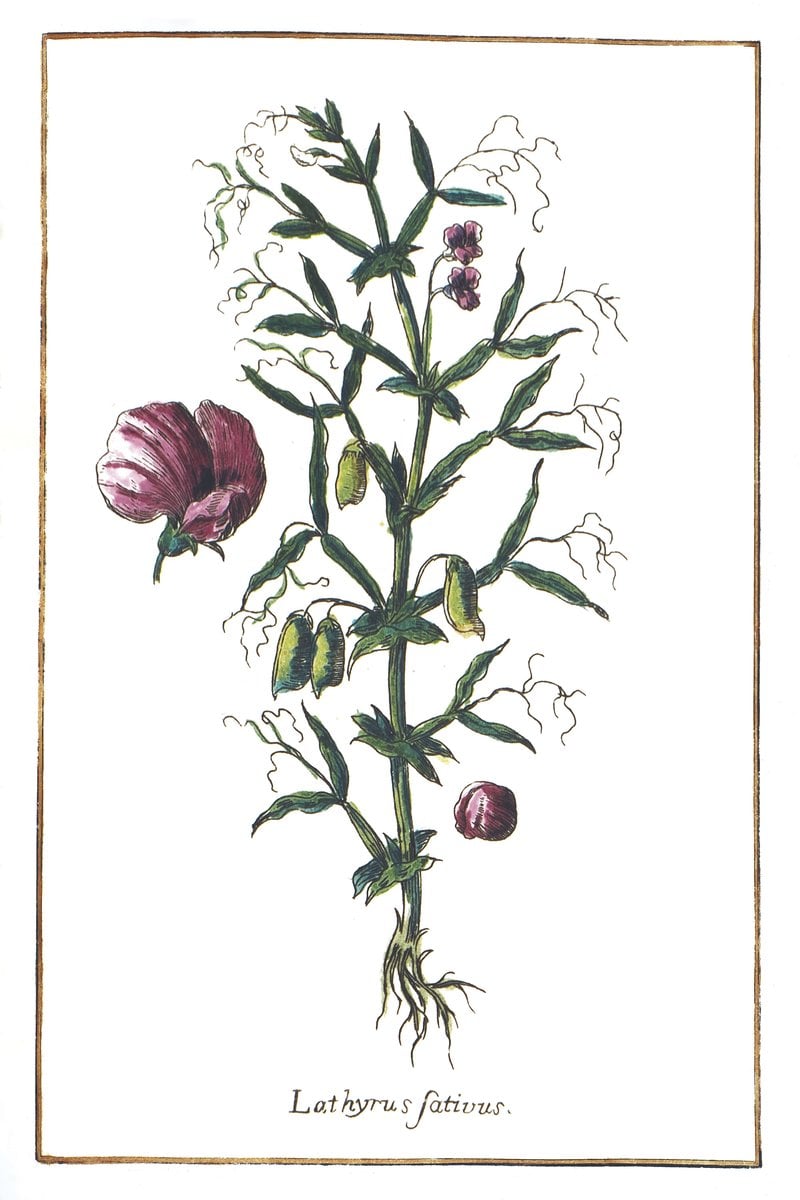 Groszek