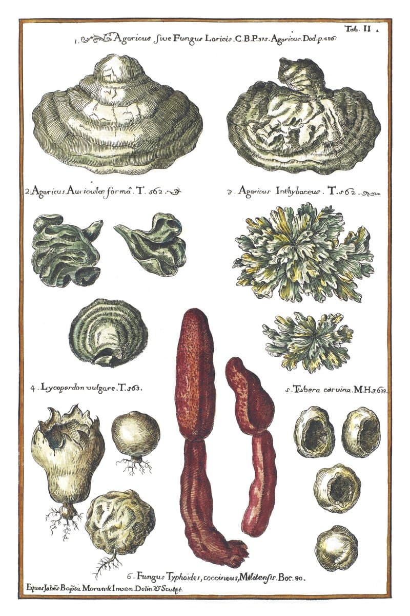 Grzyby (Agaricus) — rycina botaniczna z Historia Botanica Practica, 1744