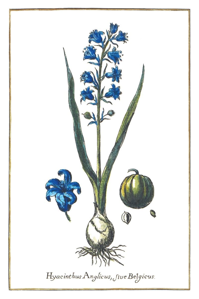 Hiacynt (Hyacinthus Anglicus, Sive Belgicus) — rycina botaniczna z Historia Botanica Practica, 1744
