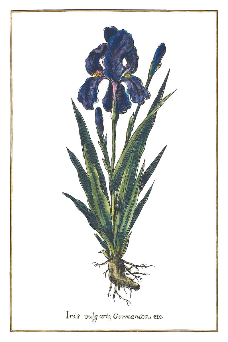 Iris