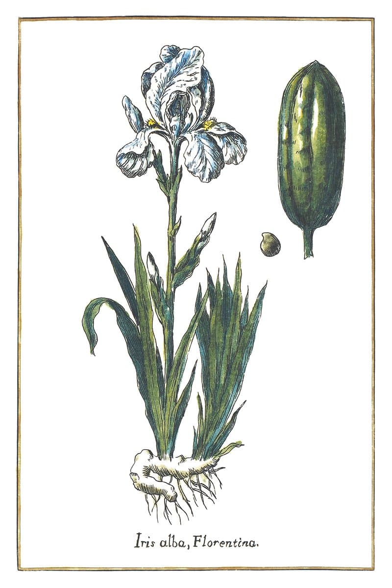 White Iris