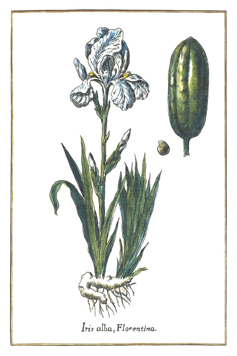 Weiße Iris