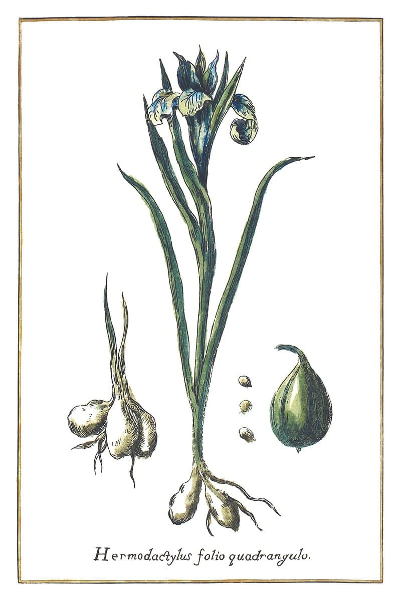 Bulbous Iris