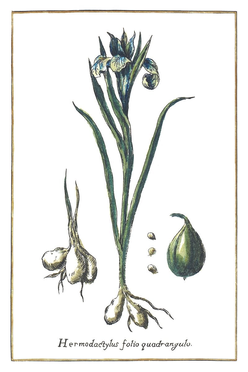 Iris Bulbosa