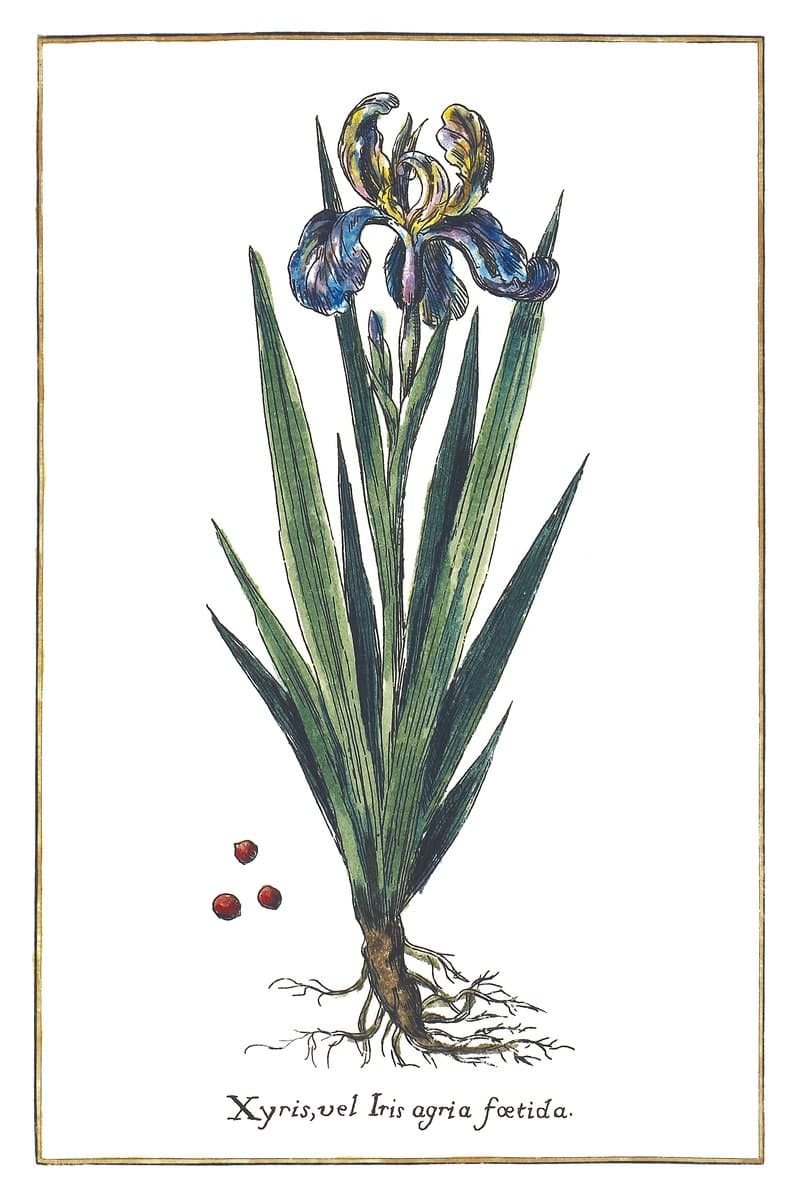 Irys Cuchnący