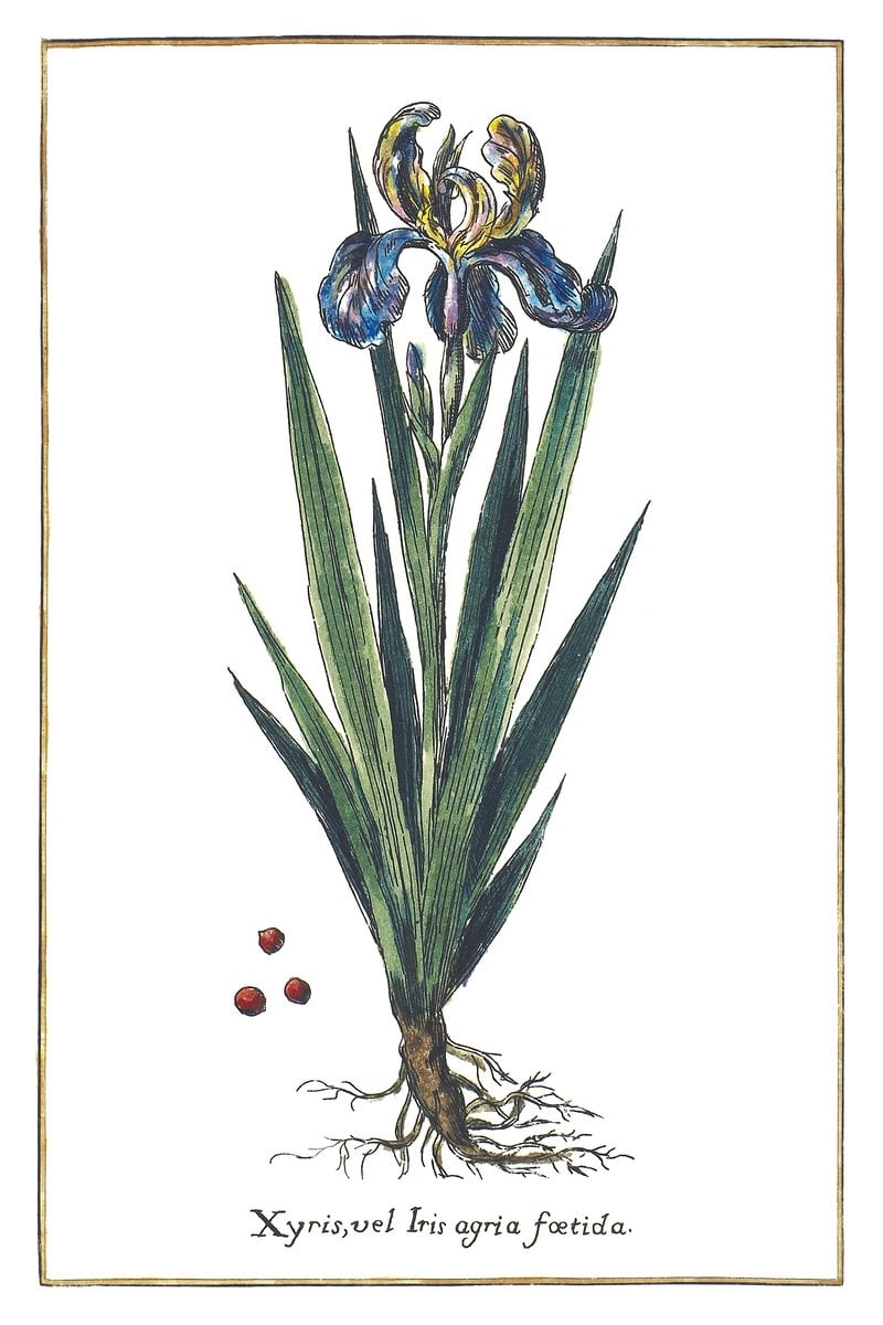 Stinkende Schwertlilie