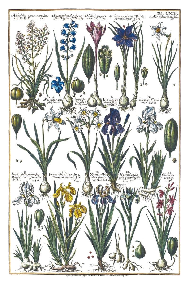 Iris and Crocus