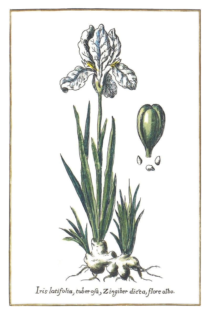 Broad-leaved Iris
