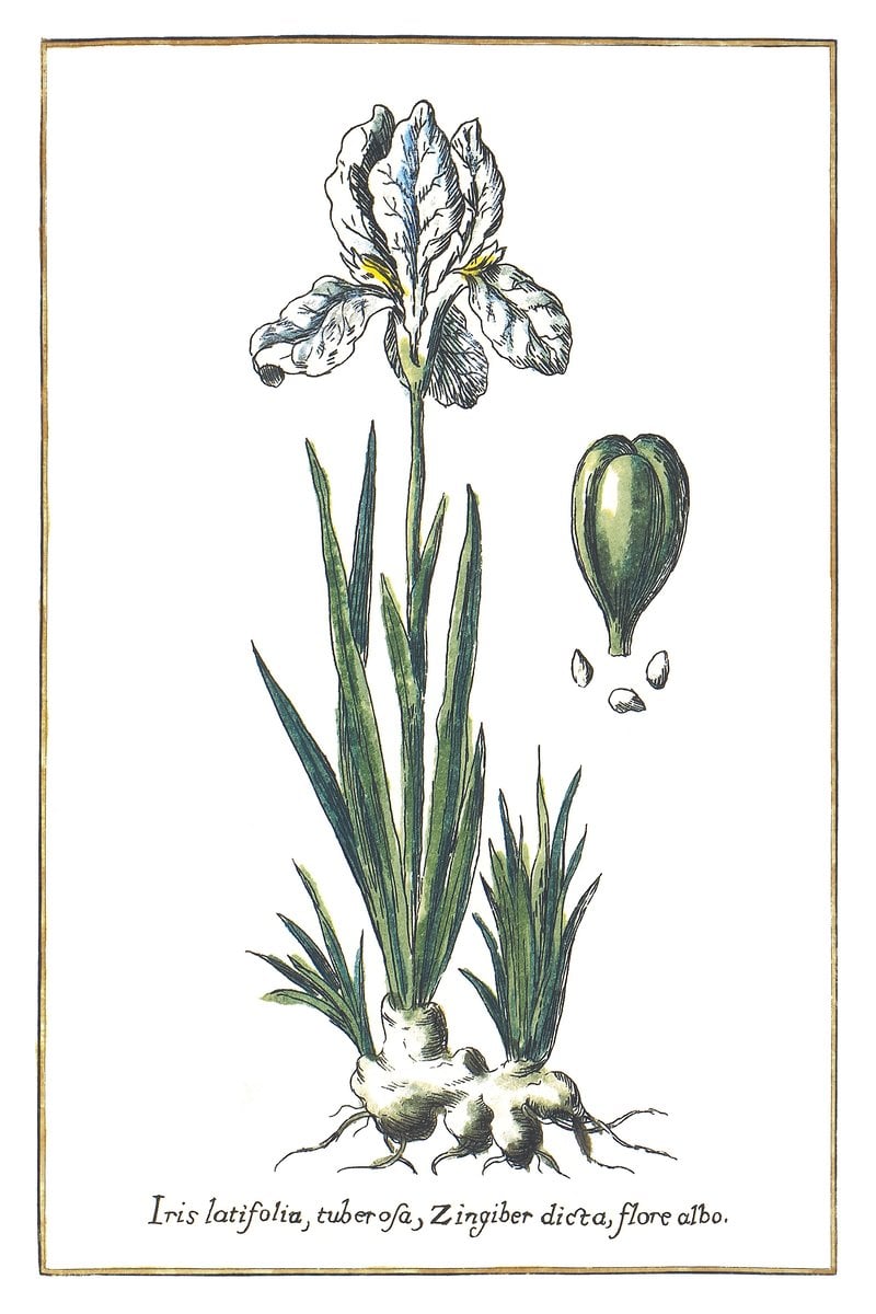 Breitblättrige Iris